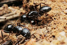 Муравей Camponotus imitator