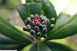 Inflorescência, com uma flor na fase masculina.