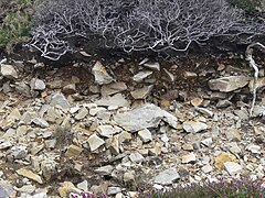 Substrat de grès armoricain apparaissant sur une zone d'érosion du sol (terre de bruyère noire et dense enrichie en azote par l'Ajonc Ulex gallii).