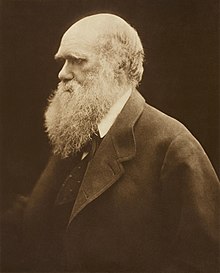Three-quarter length portrait of sixty-year-old man, balding, with white hair and long white bushy beard, with heavy eyebrows shading his eyes looking thoughtfully into the distance, wearing a wide lapelled jacket