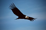 Condor delle Ande (Vultur gryphus)