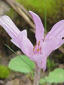 Colchicum speciosum