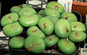 Conophytum wettsteinii