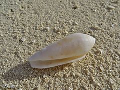 Un cône non identifié (Conus sp., peut-être Conus violaceus) échoué sur la plage.