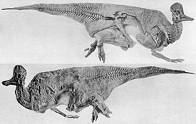 Corythosaurus casuariuksen holotyyppi, osittain ihon peittämä luuranko.