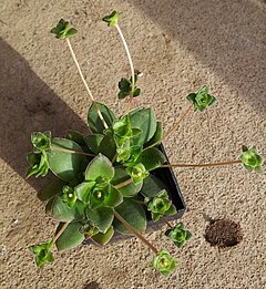 Description de l'image Crassula orbicularis 02.jpg.