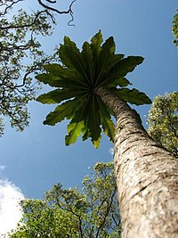 An image looking up the trunk of a Cyanea superba tree towards its leaves