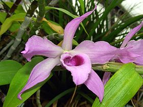 Flor de Dendrobium anosmum