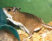 The deer mouse was the reservoir for Sin Nombre hantavirus in the Four Corners outbreak.