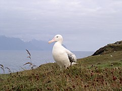 An albatross on the Île de la Possession