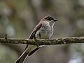 An eastern phoebe sits on a branch high up in a tree
