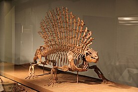 Скелет Edaphosaurus pogonias в Филдовском музее естественной истории