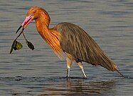 Reddish egret (Egretta rufescens)