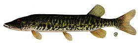 Esox americanus vermiculatus