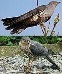 Cuckoo adult mimics sparrowhawk, giving female time to lay eggs parasitically