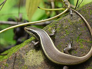 Dorsal view