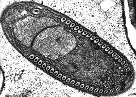 Esporoblasto de Fibrillanosema crangonycis (Microsporidia)