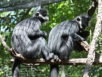 François' langurs