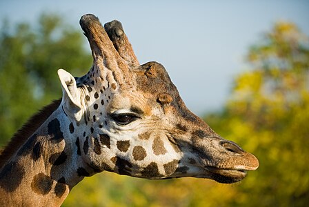 Northern giraffe, by Ritchyblack