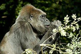 Western lowland gorilla