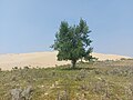 A lone tree at the Great Sand Hills