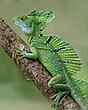 Lézard basilic du Costa Rica.