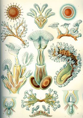 "Bryozoa", do livro, de Ernst Haeckel, Kunstformen der Natur de 1904