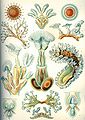 Image 8 Bryozoa Credit: Ernst Haeckel, Kunstformen der Natur (1904) Bryozoa (also known as the Polyzoa, Ectoprocta or commonly as moss animals) are a phylum of simple, aquatic invertebrate animals, nearly all living in sedentary colonies. Typically about 0.5 millimetres (1⁄64 in) long, they have a special feeding structure called a lophophore, a "crown" of tentacles used for filter feeding. Most marine bryozoans live in tropical waters, but a few are found in oceanic trenches and polar waters. The bryozoans are classified as the marine bryozoans (Stenolaemata), freshwater bryozoans (Phylactolaemata), and mostly-marine bryozoans (Gymnolaemata), a few members of which prefer brackish water. 5,869 living species are known. Originally all of the crown group Bryozoa were colonial, but as an adaptation to a mesopsammal (interstitial spaces in marine sand) life or to deep‐sea habitats, secondarily solitary forms have since evolved. Solitary species has been described in four genera; Aethozooides, Aethozoon, Franzenella and Monobryozoon). The latter having a statocyst‐like organ with a supposed excretory function. (Full article...) More selected pictures