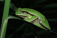 Hyla molleri 01 by-dpc