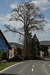 Winterlinde (Tilia cordata)