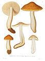 Tricholoma sejunctum sensu Sowerby entspricht M. Mosers Tricholoma viridilutescens