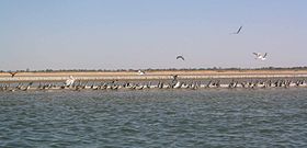 L'Île des Oiseaux.