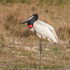 Jabiru Jabiru mycteria