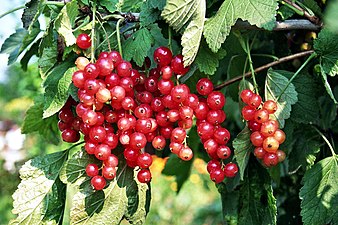 Groseillier rouge, Ribes rubrum.