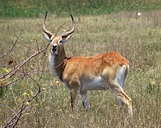 Kobus leche (cobe de Lechwe)