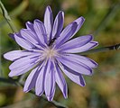 Lactuca tenerrima