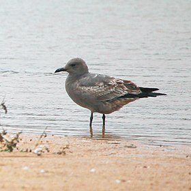 Jovem de gaivota-cinzenta em Algarrobo, Região de Valparaíso, Chile