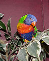 Swainson's Lorikeet T. haematodus moluccanus