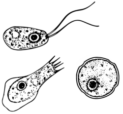 Naegleria fowleri: siimaeliö (ylh.), ameba (vas.), kysta (oik.)