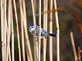 Blaumeise im Röhricht