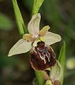 Hibrid bangó (Ophrys × aschersonii) virága