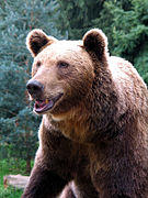 Ours brun, parc animalier des Pyrénées.