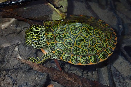 Rio Grande cooter (Pseudemys gorzugi), a juvenile from Kinney County, Texas (11 Nov. 2018)