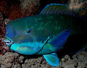 Papegojfisken Chlorurus microrhinos.