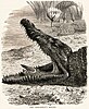 The Trochilus bird cleaning a Crocodile's mouth