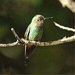 female / Utuana Reserve - Ecuador