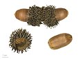 Turkey oak dried fruits and seeds