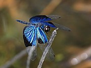 In Cairns, Queensland, Australia