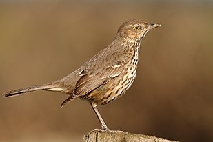 Sage Thrasher