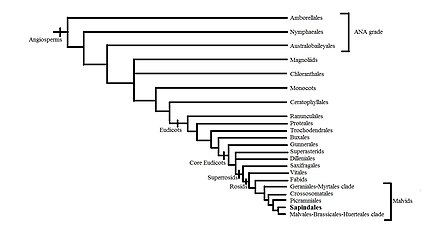 Sapindales phylogeny